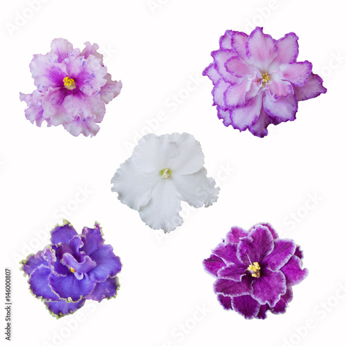 Collection of various pink, white and violet flowers on white background
