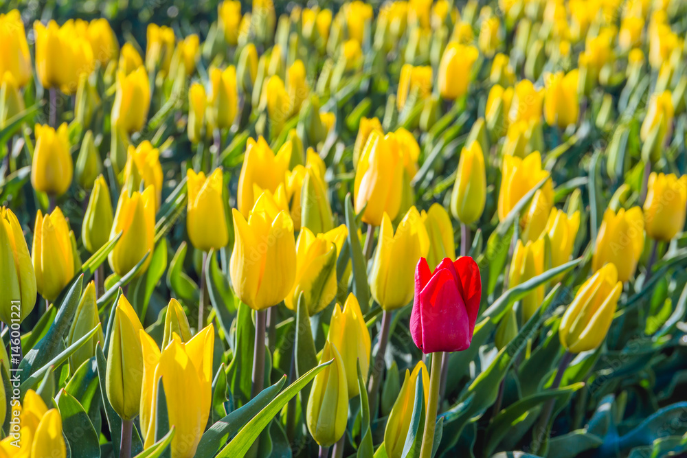 Red flowering tulip bloom between a large flower bed with only yellow tulips Red flowering tulip bloom between a large flower bed with only yellow tulips