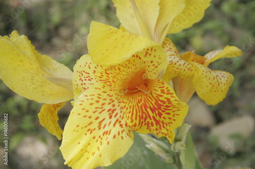 orquídeas amarillas