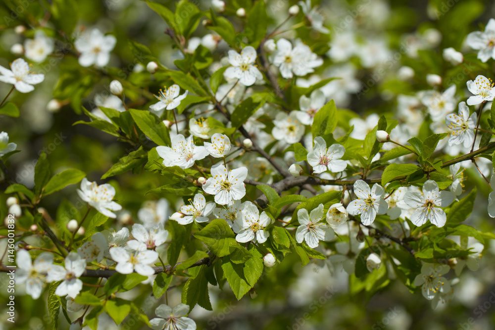 White cherry blossoms White cherry blossoms
