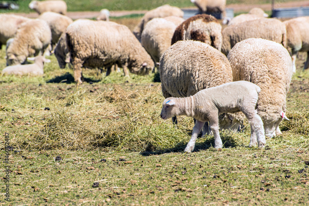 Baby lamb with herd of sheep eating hay on farm Baby lamb with herd of sheep eating hay on farm