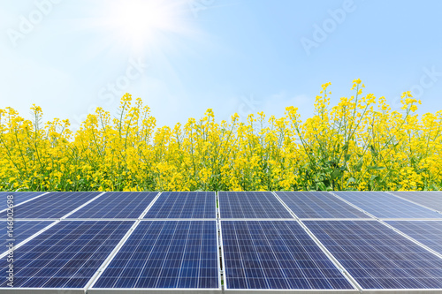 Solar panels and rape flower landscape