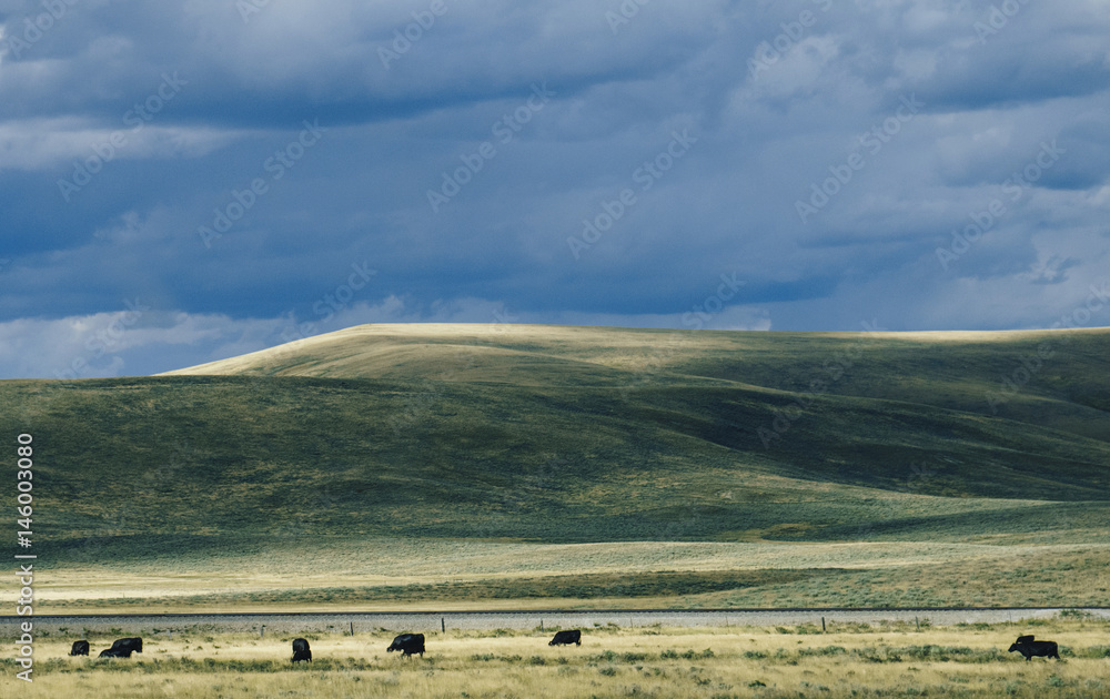 Obraz premium Free Range Cattle in Vast Open Landscape