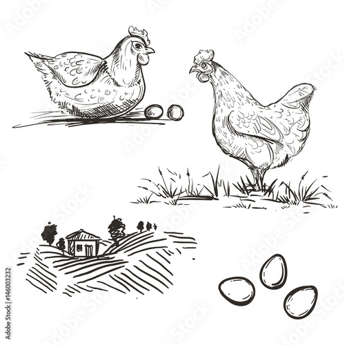 hand drawn illustration with farm and chicken and egg sketches. vector set