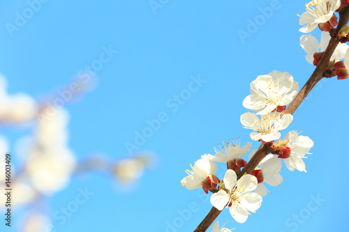 Branch of blooming fruit tree against blue sky