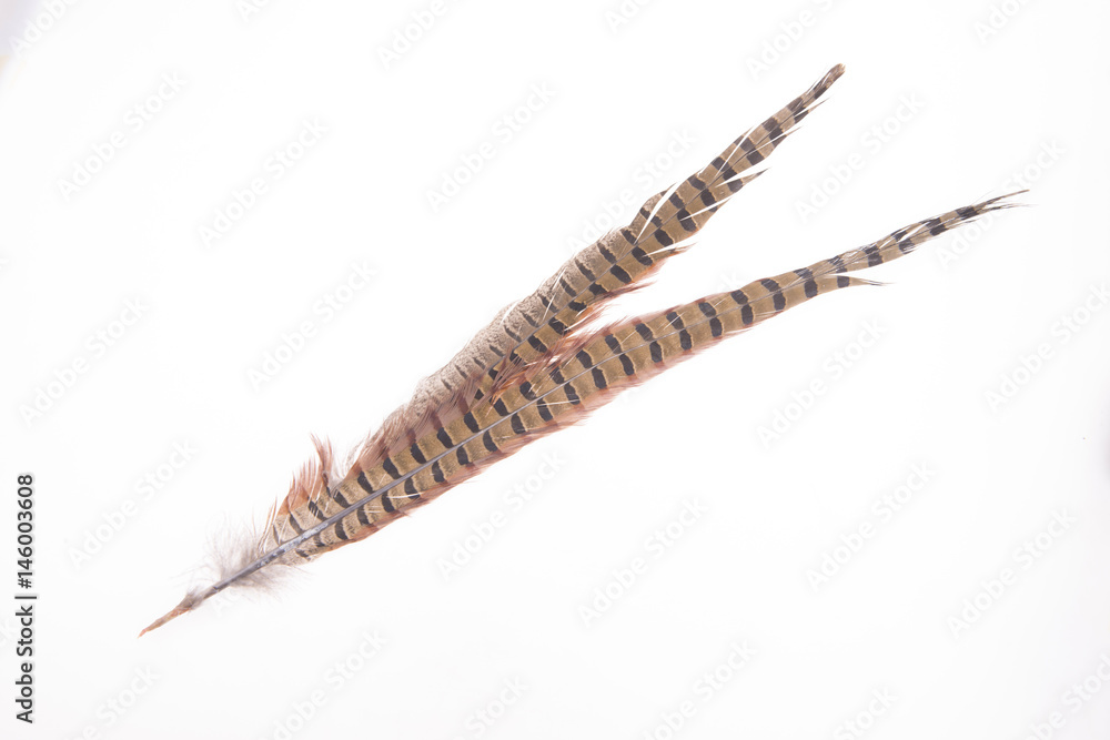 Pheasant feather, on a white background