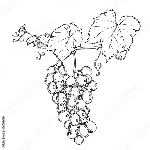 hand drawn graphic illustration of grape on the branch on white background. vector eps 8.
