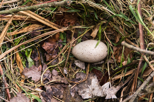 Coot (Fulica atra) egg in nest. Single speckled egg in nest made of sticks lined with grass and leaves, of bird in the family Rallidae