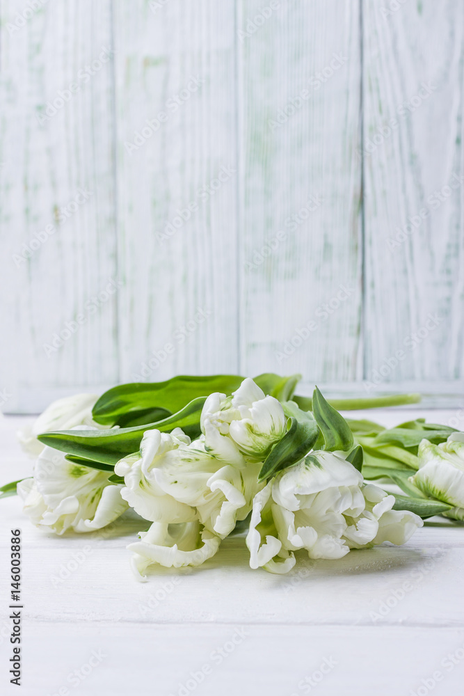 Spring flowers curly tulips on a light background. Free space for text Spring flowers curly tulips on a light background. Free space for text
