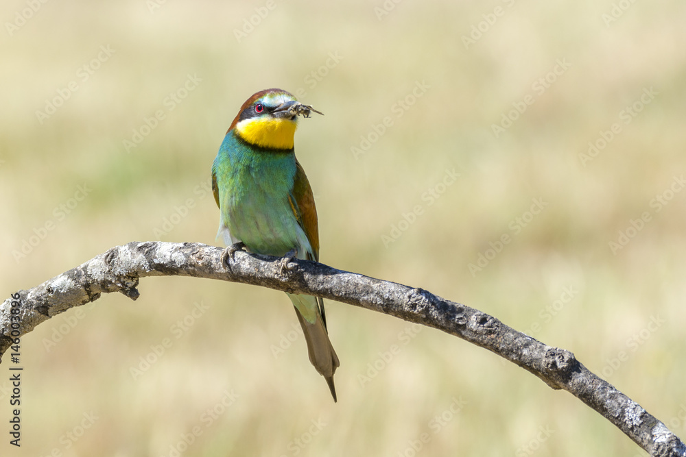 Fototapeta premium European bee-eater