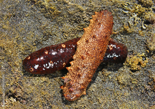 Pepino de mar, Holothuria sanctori photo