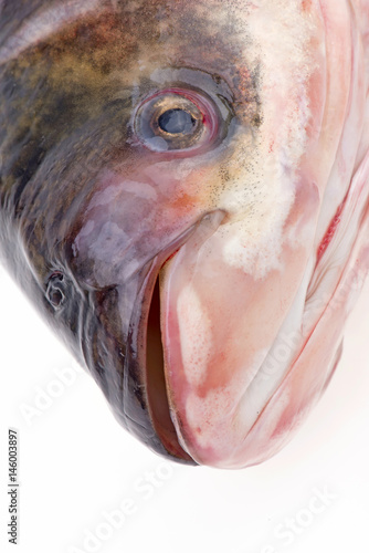 The head of the fish, close-up pictures