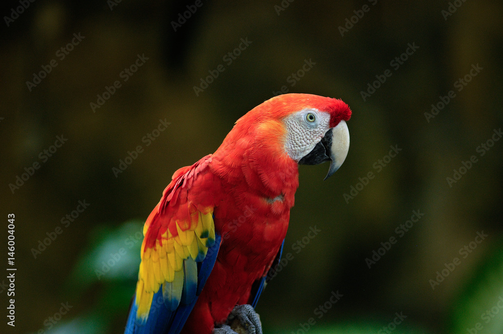 Isolated Red and Yellow Macaw Sitting on Perch in Garden