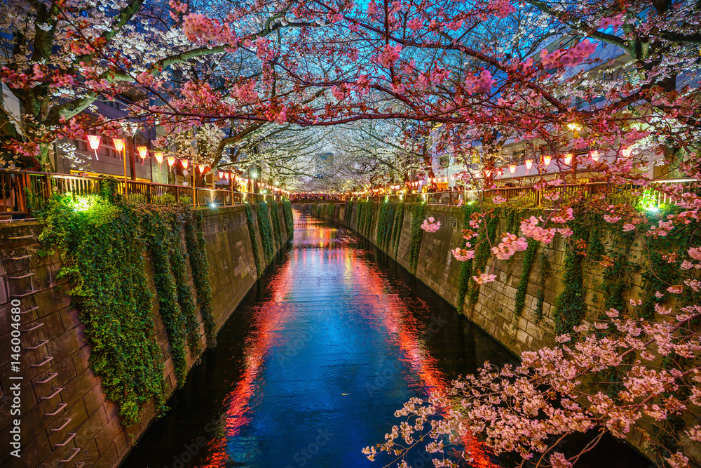 Fototapeta premium Cherry blossom at Meguro canal at twilight in Tokyo