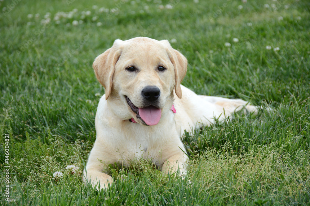 golden labrador retriever puppy laying in the grass