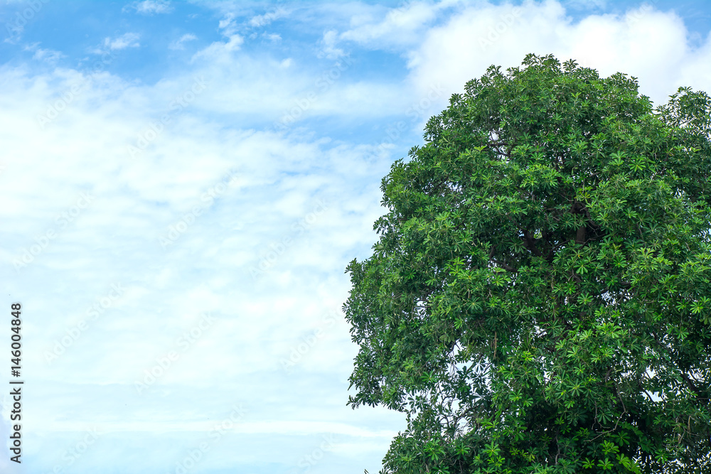 Obraz premium Beautiful trees on sky background,background concept.