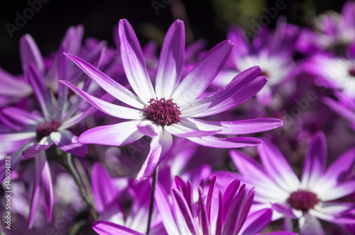 marguerites violottes en gros plan