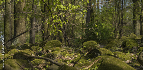 Green forest with moss stones