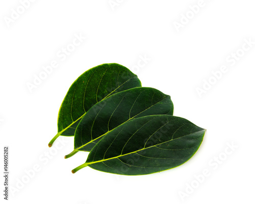 collection of fresh green jack fruit leaves copyspace
