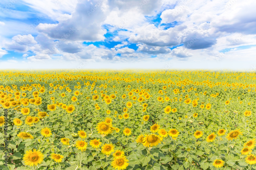 Sunflower field and blue sky background