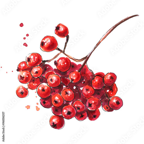 Rowan berries. Hand drawn isolated illustration