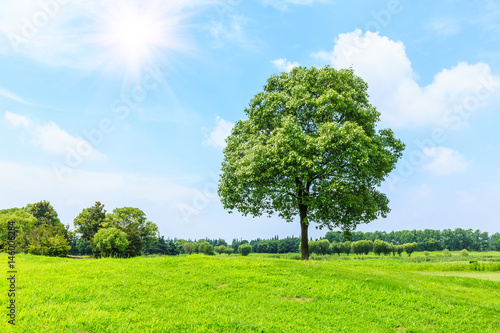 green grass and tree under the blue sky
