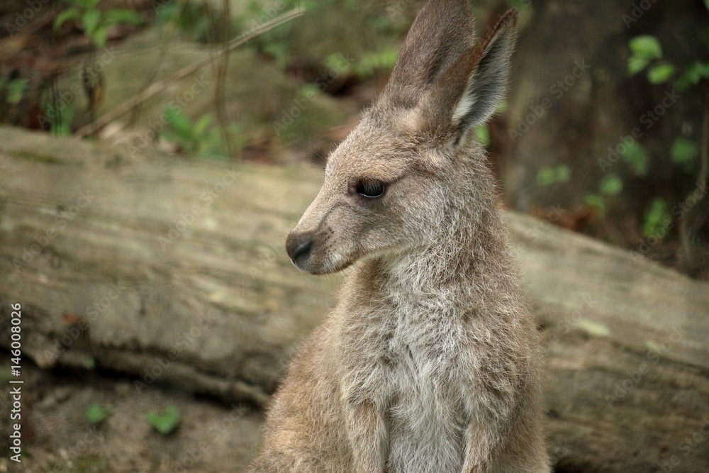 Fototapeta premium カンガルーの赤ちゃん