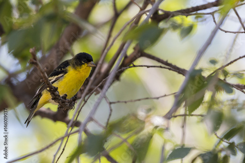 Goldfinch foraging in a tree 