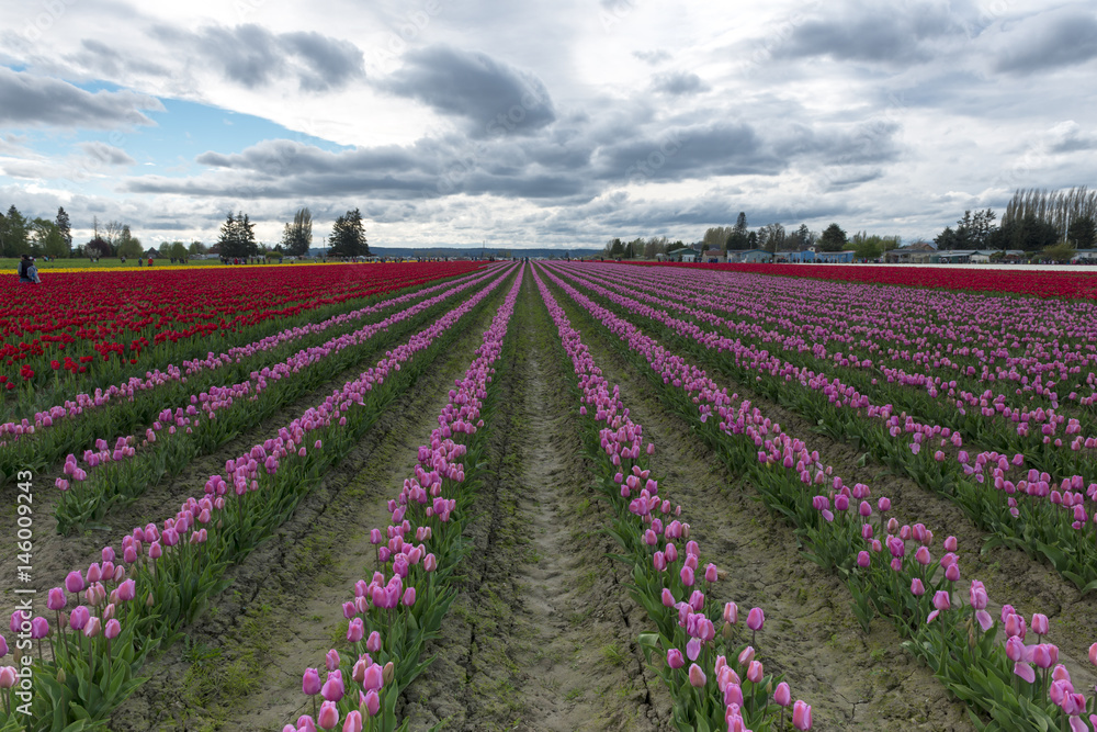 Tulip Fields and Landscapes Pacific North West