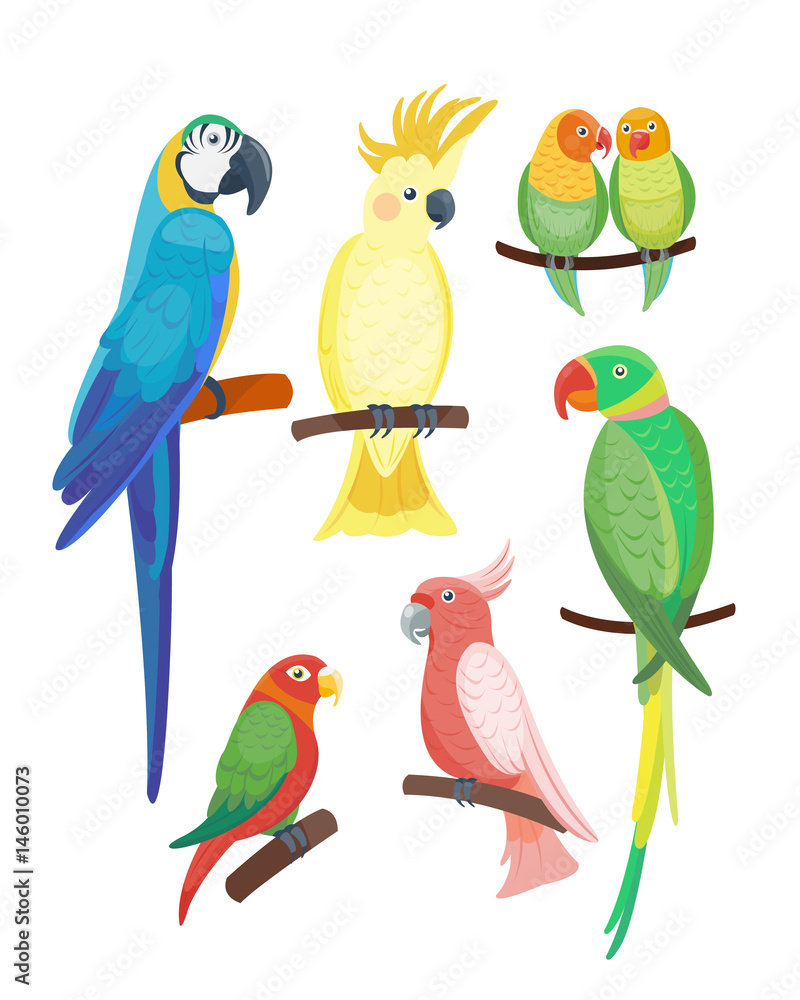 Naklejka premium Cartoon tropikalna papuga dzikie zwierzę ptak ilustracji wektorowych dzikość pióro zoo kolor natura żywe.
