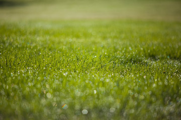 grass