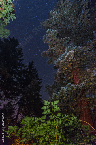 Stars over a giant redwood tree