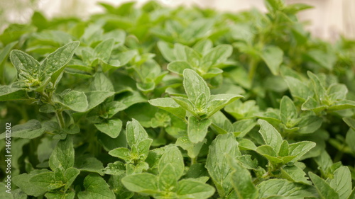 Wallpaper Mural aromates série Torontodigital.ca