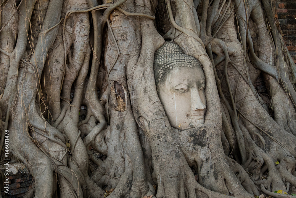 The head of the old Buddha in the base of the tree.