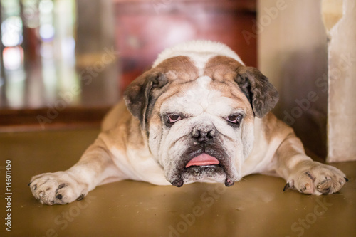 Close-up face of Cute pug puppy dog sleeping rest open eye by chin and tongue lay down on floor