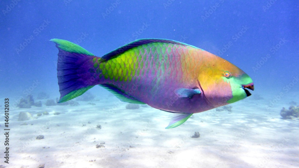 Fototapeta premium Parrot fish in Red sea