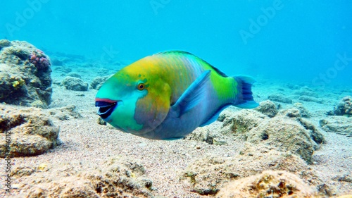 Parrot fish in Red sea