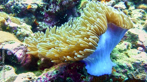 Coral polyp in the Red sea