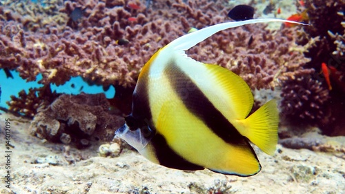 Butterfly fish in Red sea