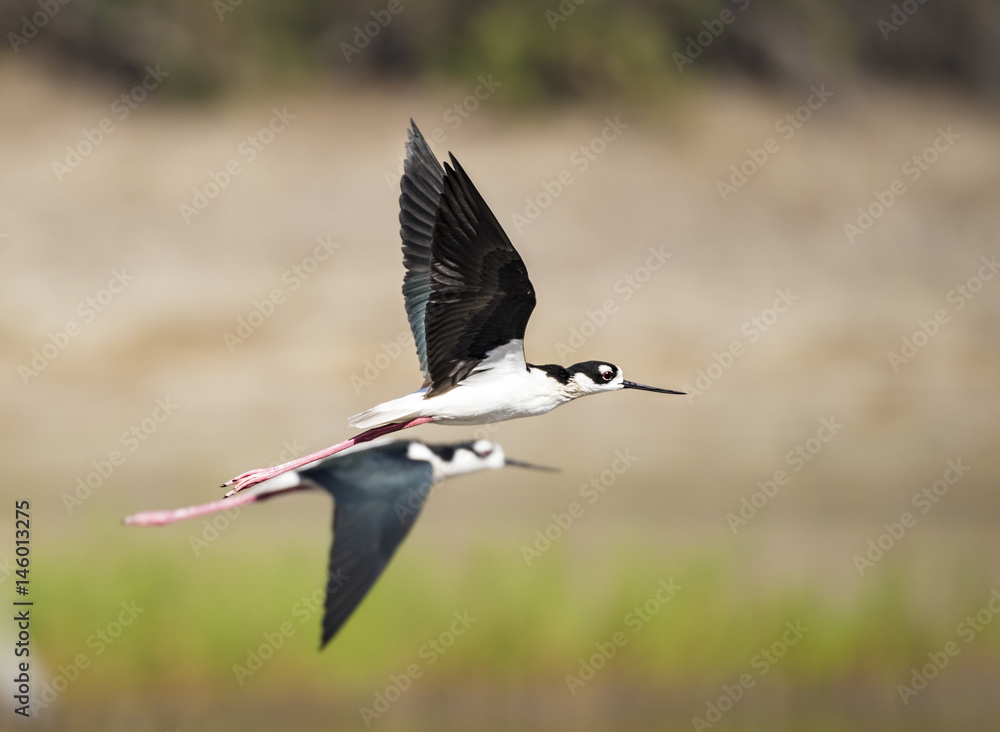 Fotografie Black-necked Stilts in flight