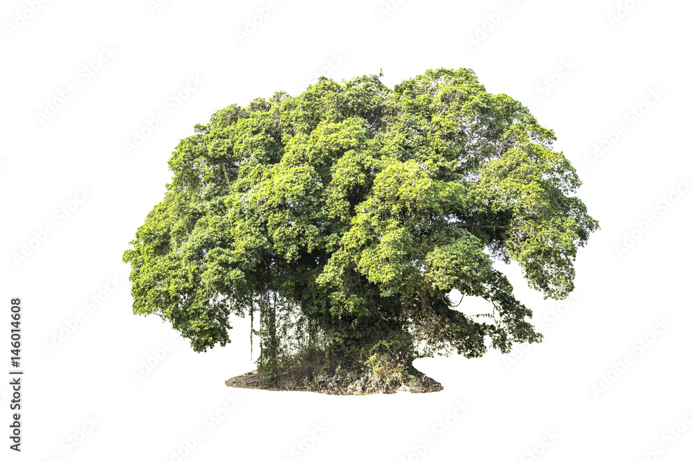 Fototapeta premium Beautiful tree isolated background.