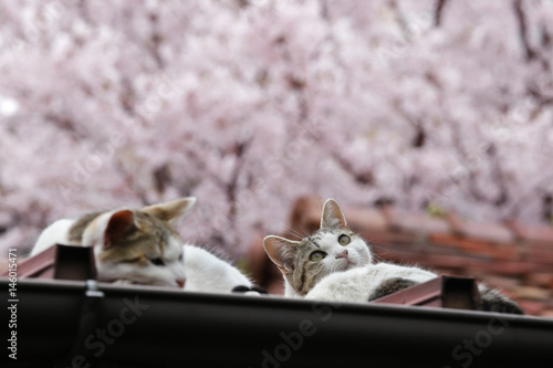 満開の桜と屋根の上の猫たち