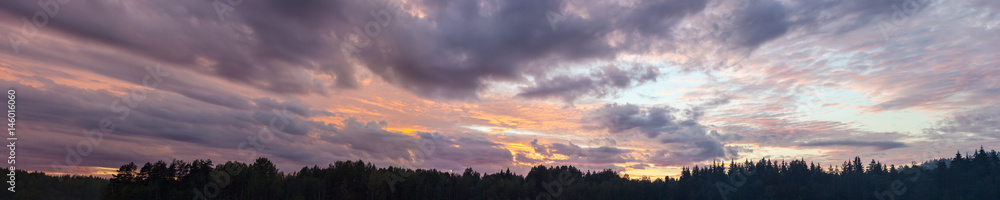 night sky over the forest