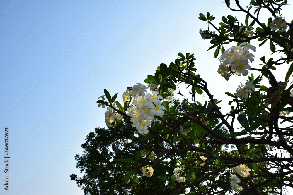 Fototapeta premium Write plumeria in the garden.
