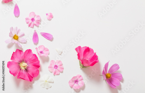 Fototapeta Naklejka Na Ścianę i Meble -  pink flowers on white background