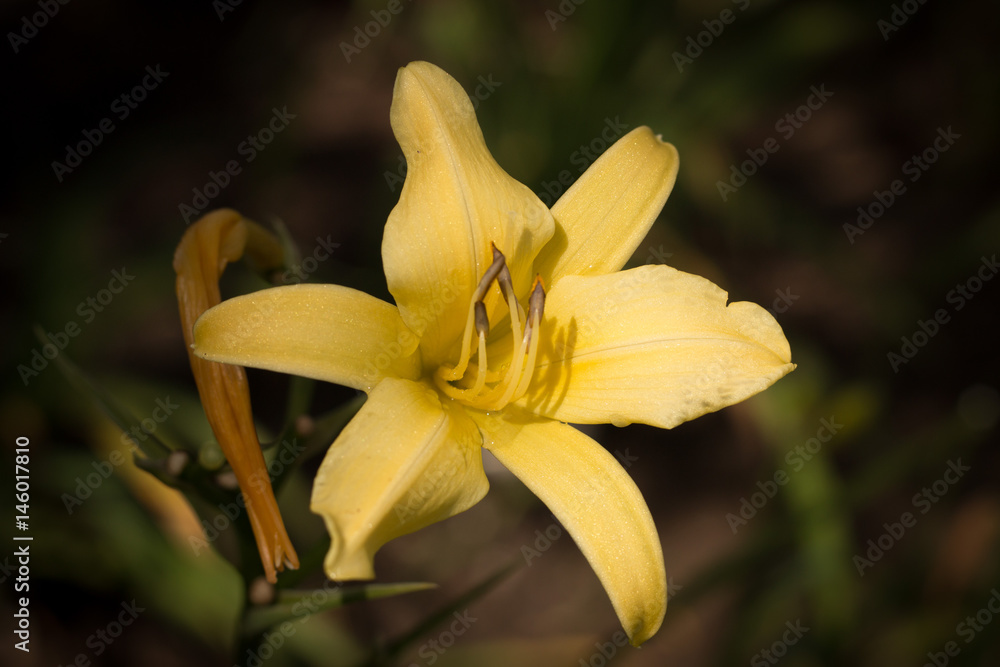 Yellow Lily Close up Yellow Lily Close up