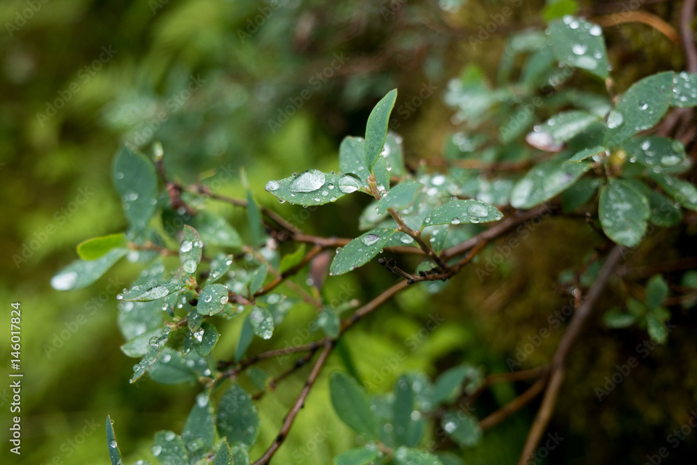 Norway - wild berry with water drops rainy weather Norway - wild berry with water drops rainy weather