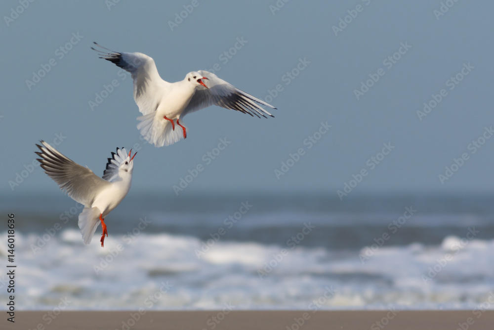 Fototapeta premium Gulls in Conflict