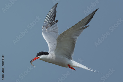 Common Tern Just Caught a Fish
