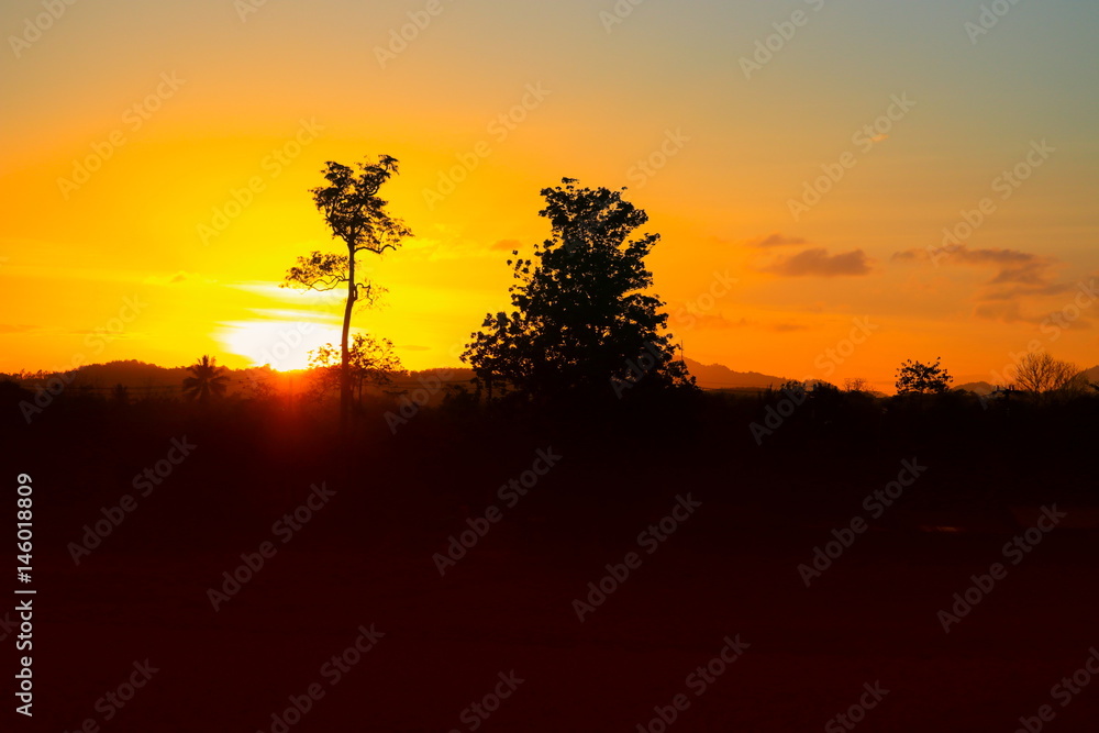 tree and branch silhouette at sunset yellow - orange in sky beautiful landscape on nature: with copy space for add text.